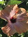 Hibiscus in the sun