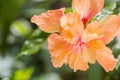 Hibiscus flower or Orange flower, China rose, Chinese hibiscus, Hawaiian hibiscus, shoe flower Royalty Free Stock Photo