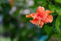 Hibiscus flower, orange, double flowered in tree