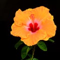 Hibiscus flower