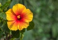 A hibiscus flower with orange and yellow Color Royalty Free Stock Photo