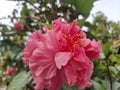 Hibiscus flower or hibiscus. A flower originating from Southeast Asia. Royalty Free Stock Photo