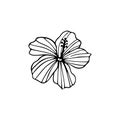 Hibiscus flower outline. Hibiscus line art vector illustration isolated on white background. Tropical flower silhouette icon, Royalty Free Stock Photo
