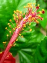 Hibiscus flower parts