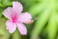 Hibiscus flower or Pink flower, China rose, Chinese hibiscus, Hawaiian hibiscus, shoe flower