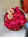 Hibiscus flower in a pot with beautiful red and yellow colour