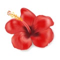 Hibiscus flower in realistic style isolated on white background. Vector illustration with red flower. Summer tropical vacation Royalty Free Stock Photo