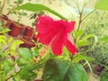 HIBISCUS FLOWER