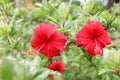 Hibiscus flower. red flower. flower