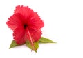 Hibiscus flower