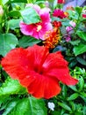 HIBISCUS flower red and pink . In Garden With bright green coloured  green Leaves Royalty Free Stock Photo