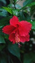 Hibiscus flower seasonal beauty