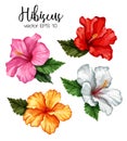 Vector realistic hibiscus flower leaves set Royalty Free Stock Photo