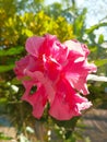 Hibiscus flower is a shrub of the Malvaceae tribe originating from East Asia and is widely grown