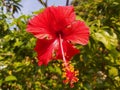 Hibiscus flower in the morning Royalty Free Stock Photo