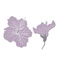 Hibiscus flower silhouette set. Isoalted on white background. Royalty Free Stock Photo