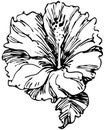 Hibiscus flower sketch. Hand drawn illustration of houseplant. Vector isolate element for your design. Black and white line art Royalty Free Stock Photo