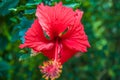 Hibiscus Flower in the sun Royalty Free Stock Photo