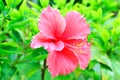 Hibiscus flower