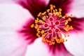 Hibiscus flower with stamen and pistils details Royalty Free Stock Photo