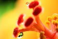 Hibiscus flower stem extreme macro Royalty Free Stock Photo