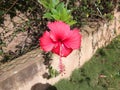 Hibiscus Royalty Free Stock Photo