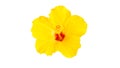 Close up beautiful yellow hibiscus flower isolated on white background Royalty Free Stock Photo