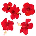 Hibiscus flower vector clip art set red flowers tropical planrs Royalty Free Stock Photo