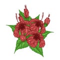 Hibiscus flower vector by hand drawing.