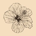 Hibiscus flower vector illustration with line art Royalty Free Stock Photo