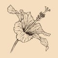 Hibiscus flower vector illustration with line art Royalty Free Stock Photo