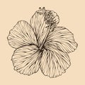 Hibiscus flower vector illustration with line art Royalty Free Stock Photo