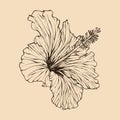 Hibiscus flower vector illustration with line art Royalty Free Stock Photo