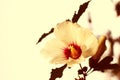 Hibiscus Flower - Vintage Royalty Free Stock Photo