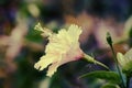 Hibiscus Flower - vintage style effect picture Royalty Free Stock Photo