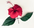 hibiscus flower, white background hibiscus flower, photo of hibiscus flower Royalty Free Stock Photo