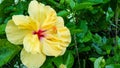 Hibiscus flower Royalty Free Stock Photo