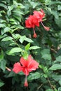 Hibiscus flowers