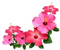 Hibiscus Flowers Royalty Free Stock Photo