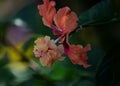 Hibiscus flowers are blooming beautifully Royalty Free Stock Photo