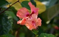 Hibiscus flowers are blooming beautifully Royalty Free Stock Photo