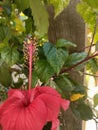 hibiscus flowers are bright red and still on the tree Royalty Free Stock Photo