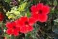 Hibiscus flowers on the bush