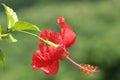 Hibiscus flowers close-up click
