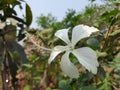 Amazing Macro Picture White Hibiscus flowers, Hibiscus White is one of the most popular, detailed high quality Royalty Free Stock Photo