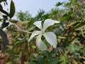 Amazing Macro Picture White Hibiscus flowers, Hibiscus White is one of the most popular, detailed high quality Royalty Free Stock Photo