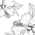 Hibiscus flowers drawing and sketch with line-art on white backgrounds. Royalty Free Stock Photo