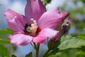 Hibiscus flowers in the garden close up in the garden Royalty Free Stock Photo