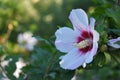 Hibiscus flowers in the garden close up in the garden Royalty Free Stock Photo