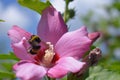 Hibiscus flowers in the garden close up in the garden Royalty Free Stock Photo